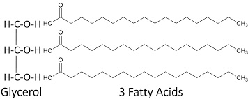 Chemical structure of triclyceride